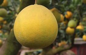 Bưởi diễn - Tiến Dũng